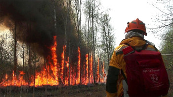Forest Destruction From Wildfires in Russia's North Tripled Since 2002 – Study